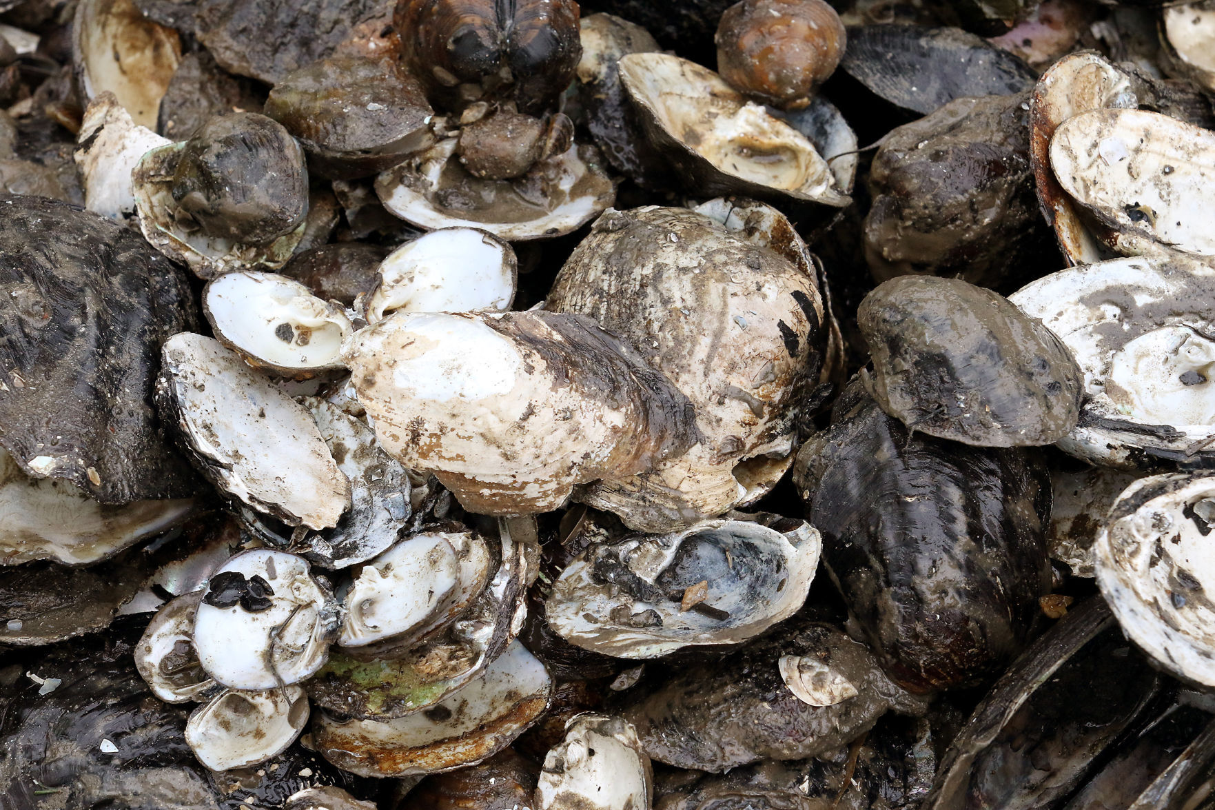 080216-Mussel-Relocation-011